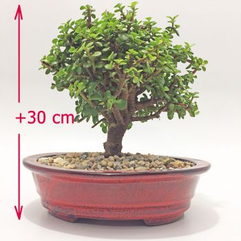 plantas de interior o decorativas a